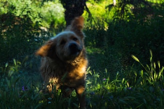 A cheerful golden retriever shaking off water next to a bright orange Mutt Wash self-service dog wash station at a sunny beachside caravan park.