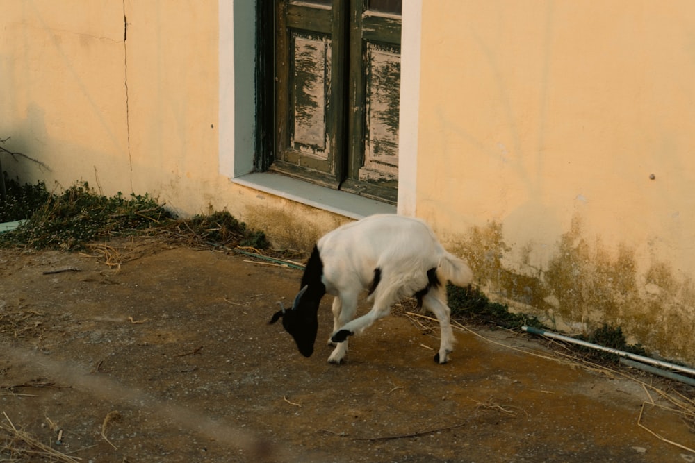 a small white and black dog standing in front of a window