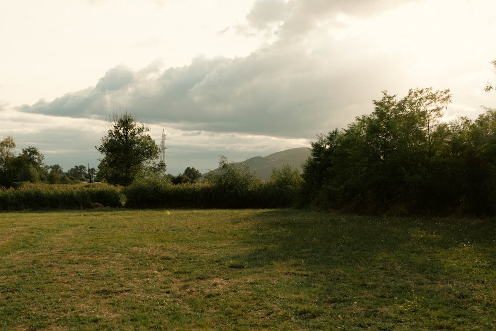 a grassy field with trees and bushes in the background