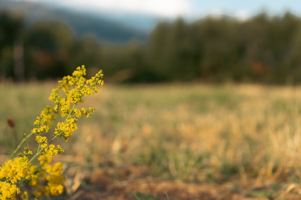 a yellow flower in a field with trees in the background