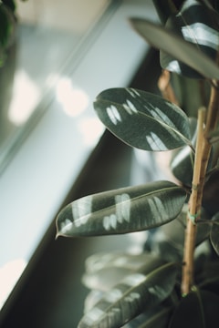 Close-up of a vibrant, healthy aroid plant with glossy leaves in natural light.