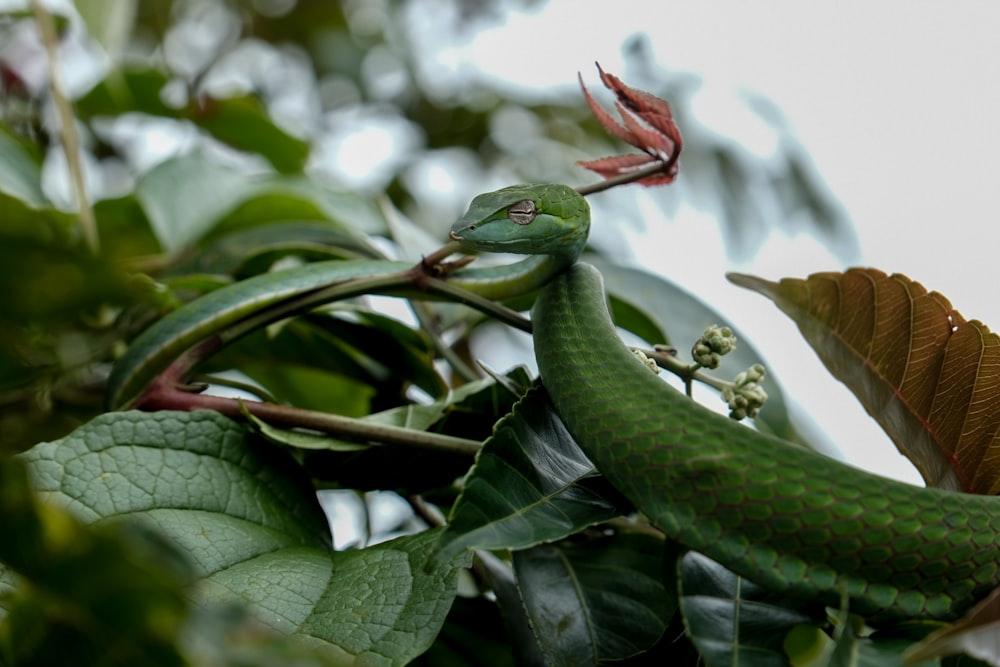 a green snake on a branch of a tree