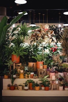 A variety of potted plants displayed on different levels in a well-lit indoor space. There are various species of plants, with a mix of large and small ones. The pots come in different sizes and colors, mostly earthy tones like brown, orange, and beige. The background is a dimly lit room with overhead lights creating a cozy atmosphere.