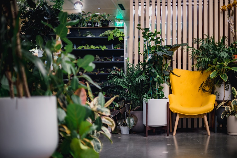 a room filled with lots of plants and a yellow chair