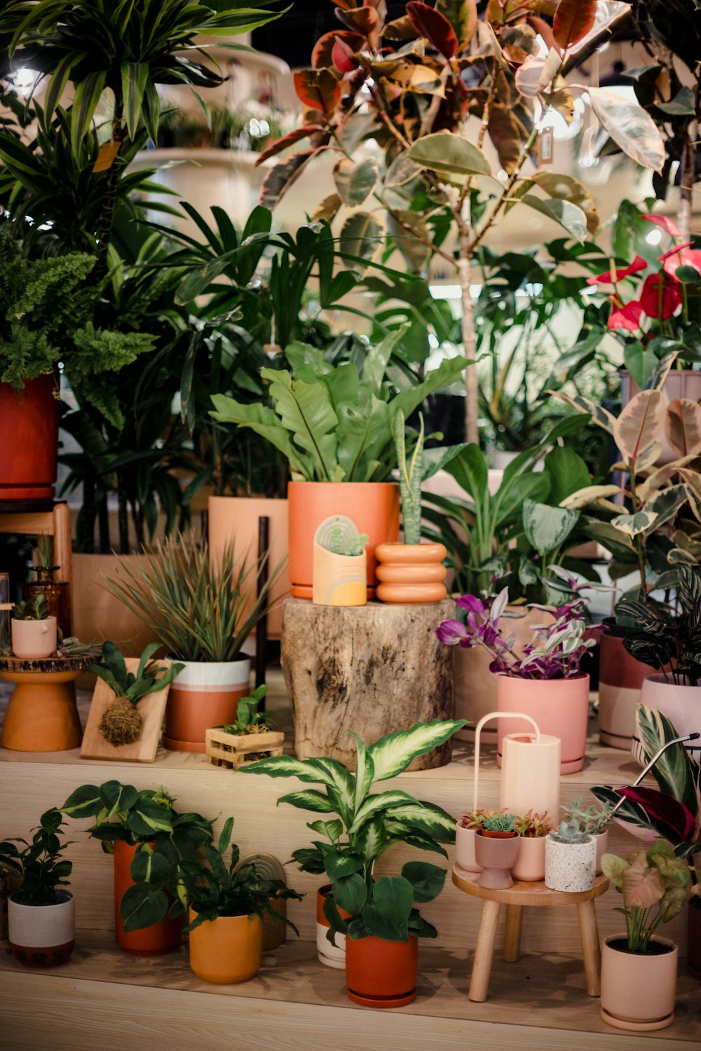 a variety of potted plants on a shelf