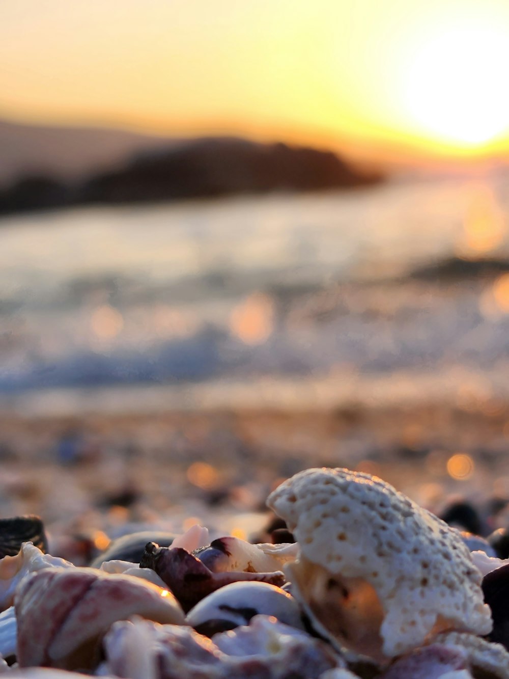 a close up of shells on a beach with the sun in the background