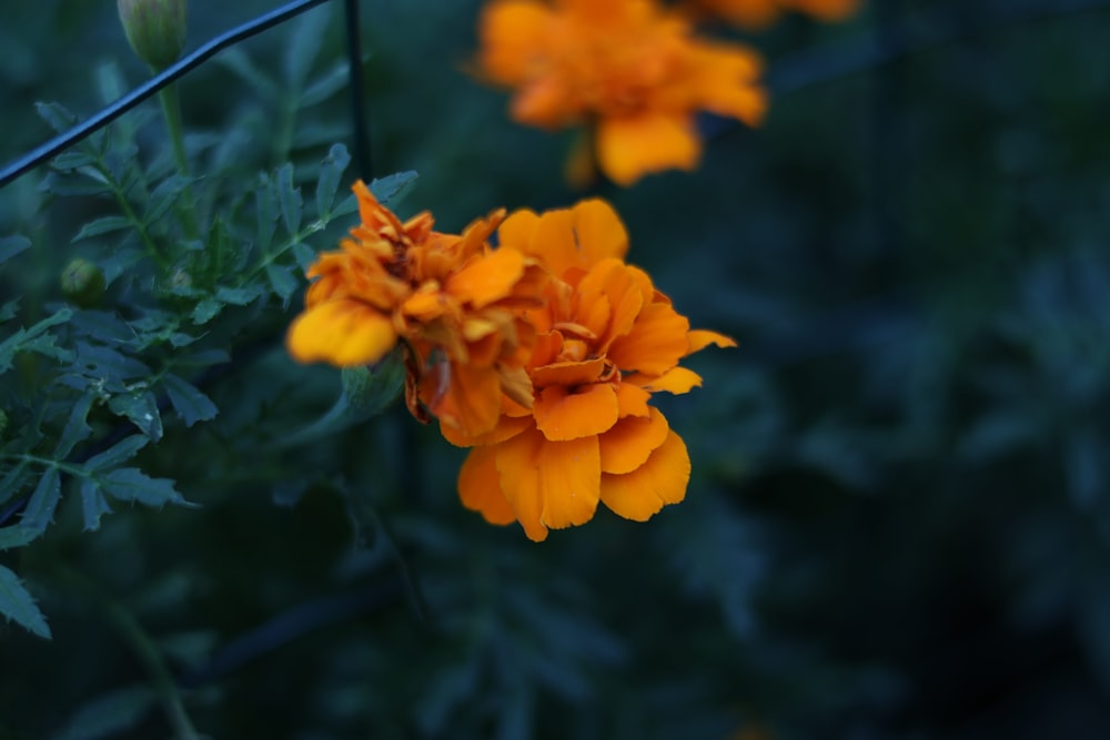 a close up of a bunch of orange flowers