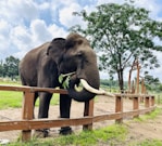a large elephant standing next to a wooden fence