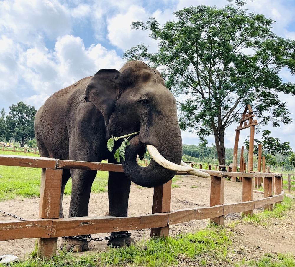 a large elephant standing next to a wooden fence