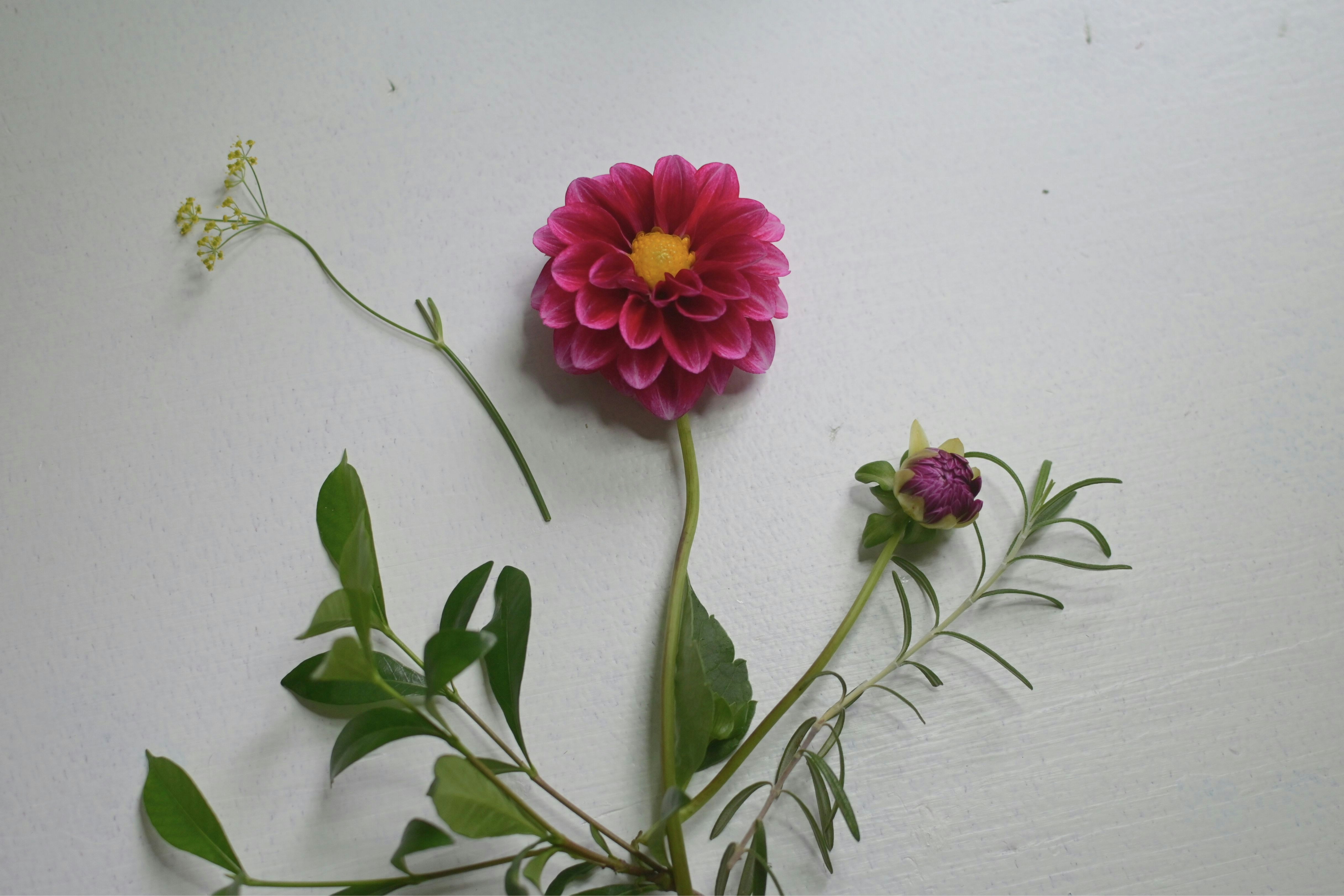 a pink flower sitting on top of a white wall