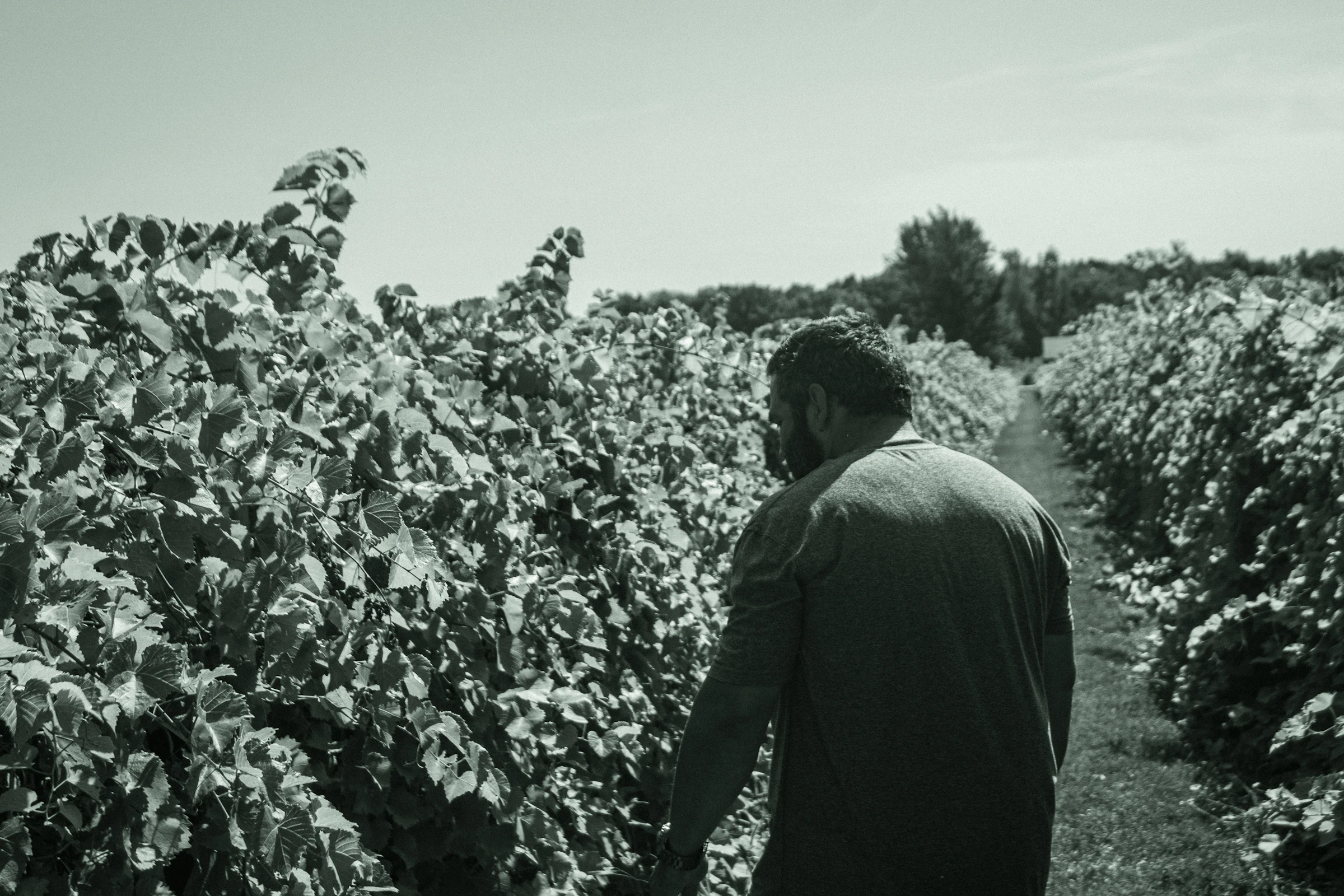 L'Atelier Vignoble, notre histoire — vignoble français au coucher du soleil