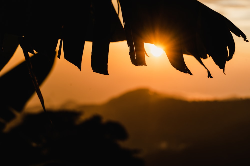 the sun is setting behind a tree branch