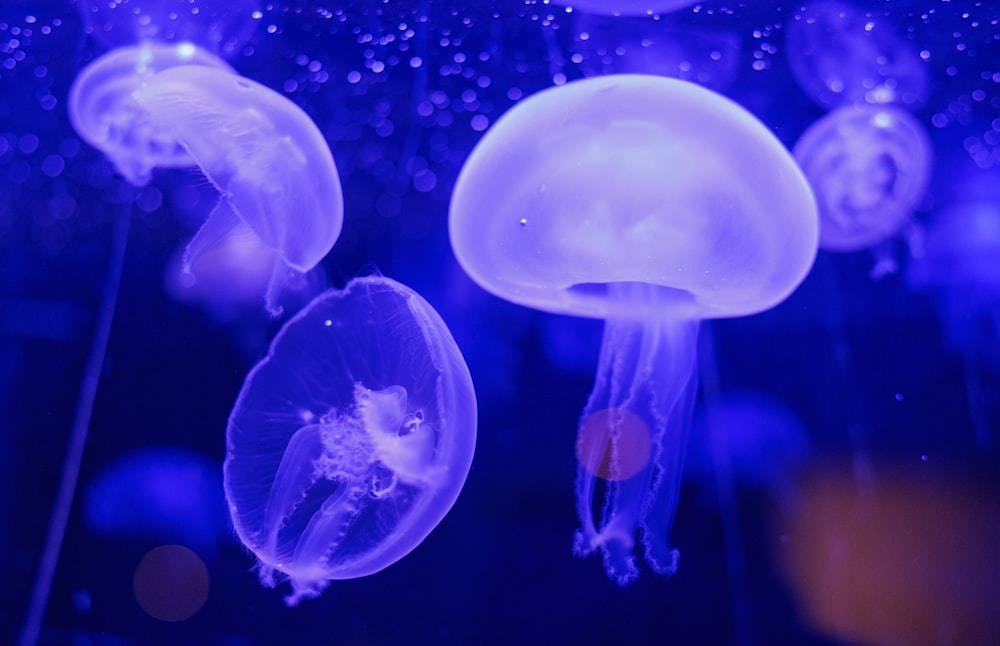 a group of jellyfish floating in the water