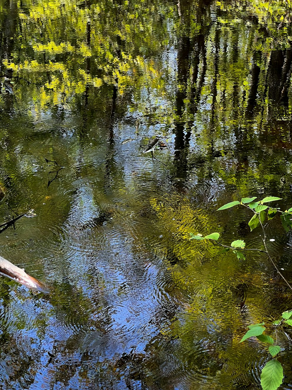 Ein Vogel sitzt auf einem Ast im Wasser