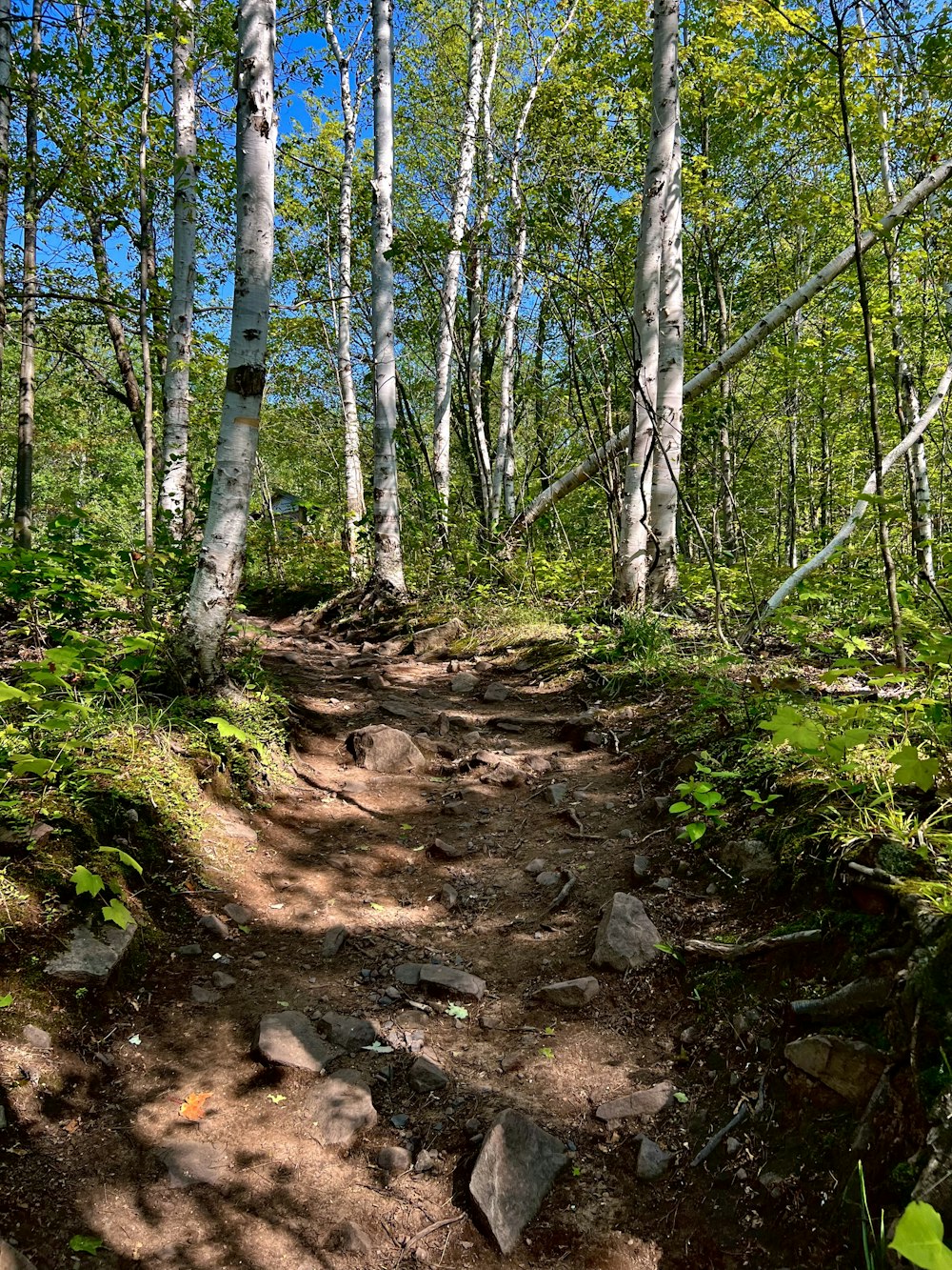 a trail in the woods with lots of trees