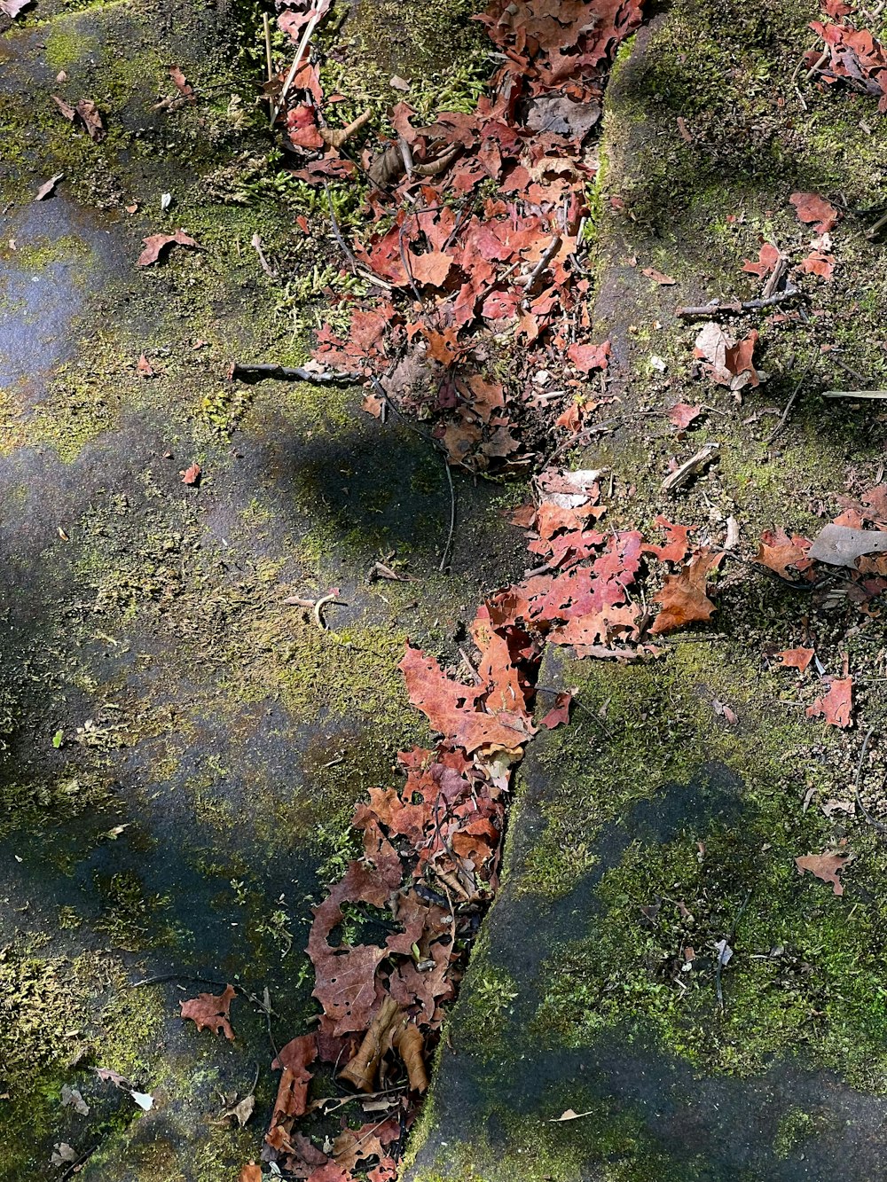 a close up of leaves on the ground