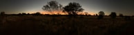 A panoramic view of the eucalyptus plantation at sunset.
