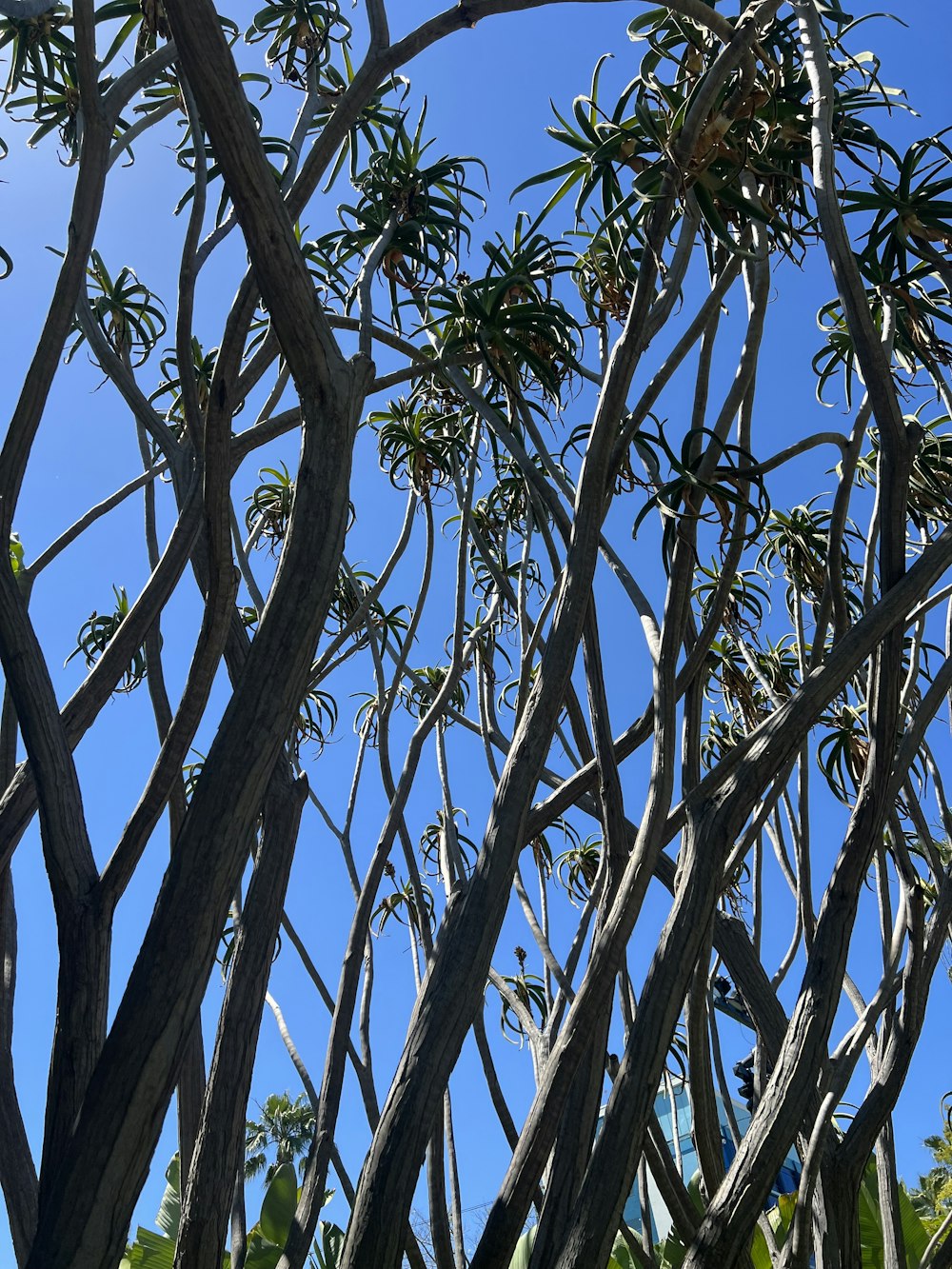 Un albero con molte foglie e un cielo blu sullo sfondo