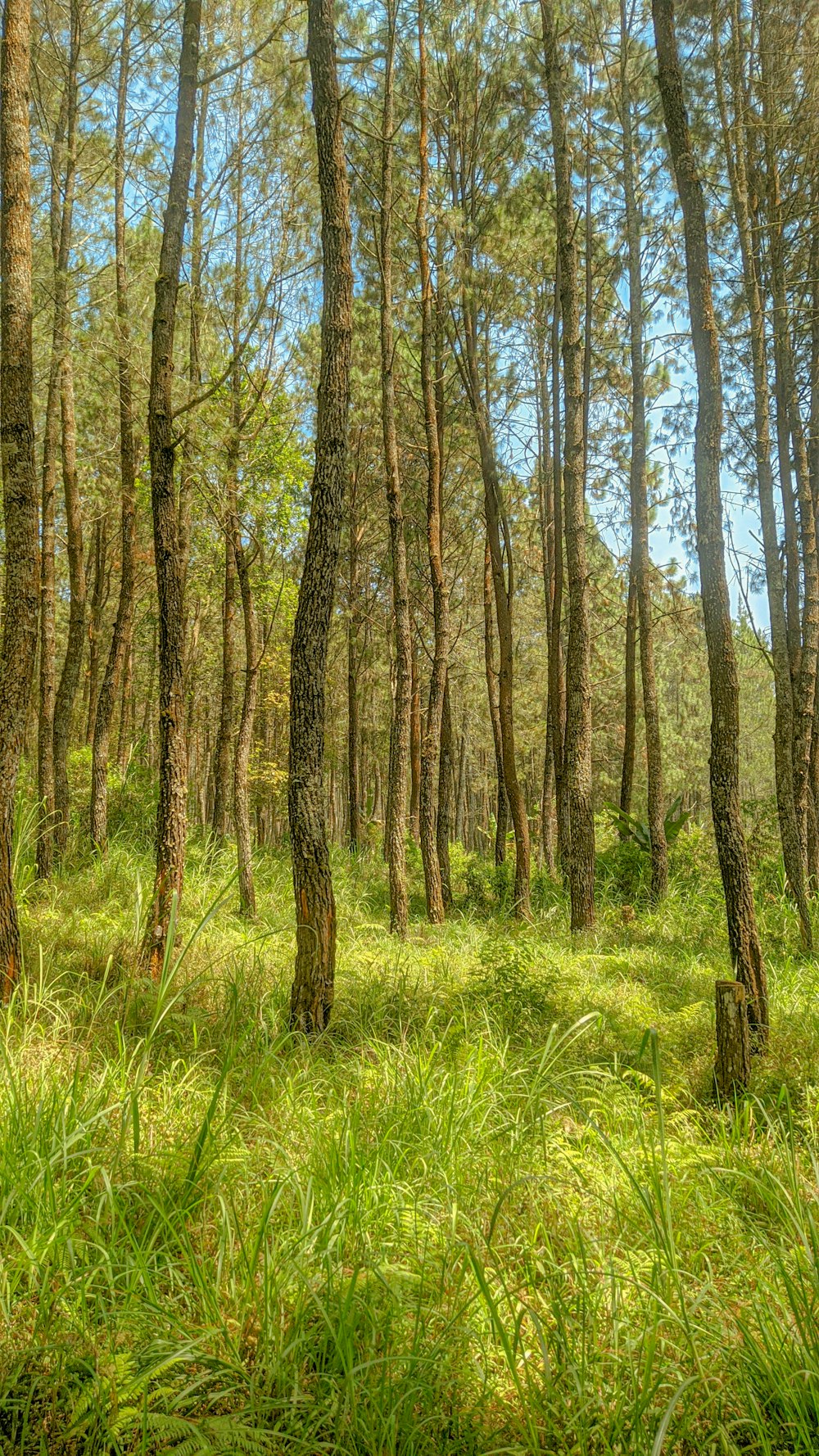 Ein üppig grüner Wald mit vielen Bäumen