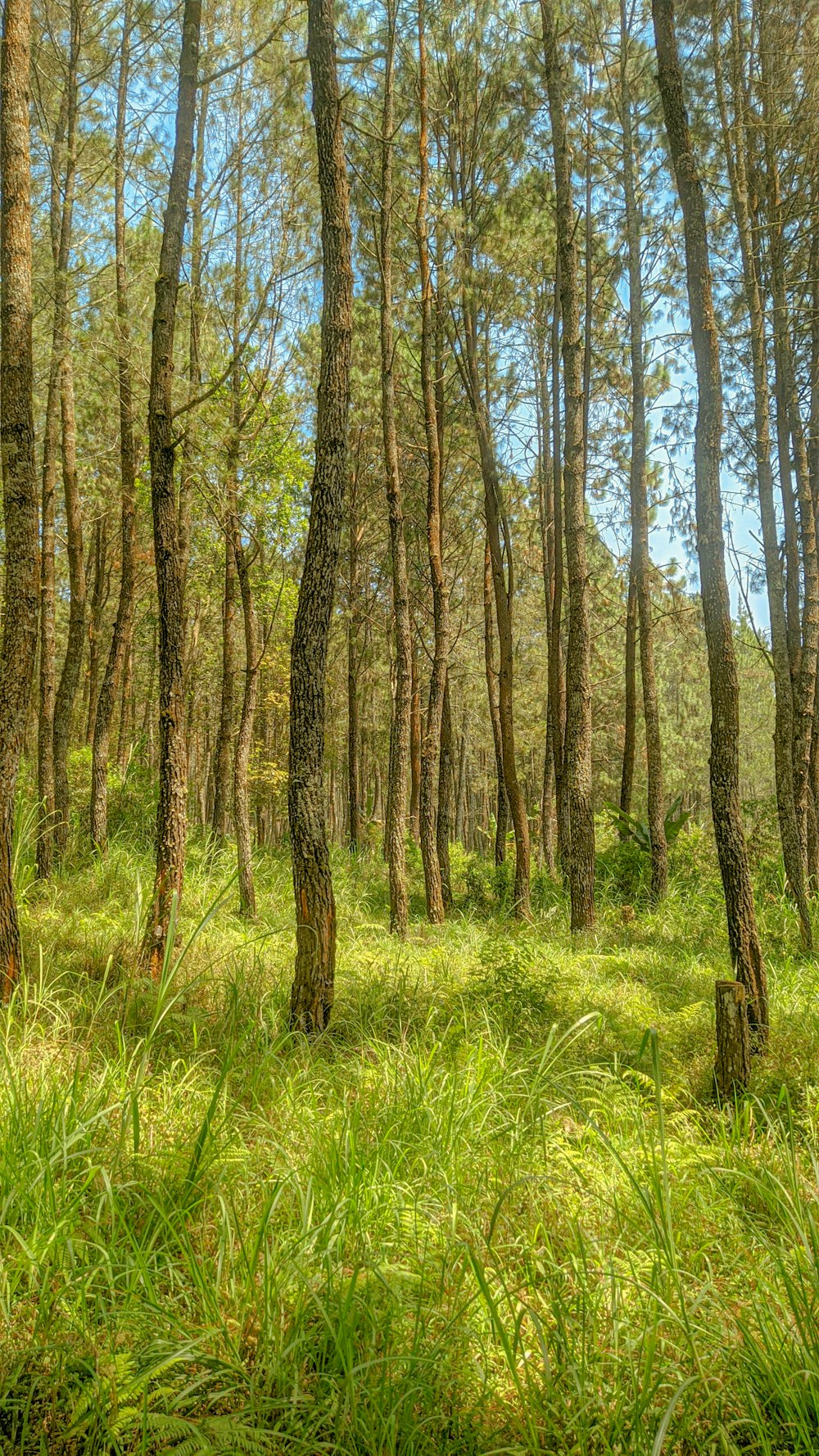 a lush green forest filled with lots of trees