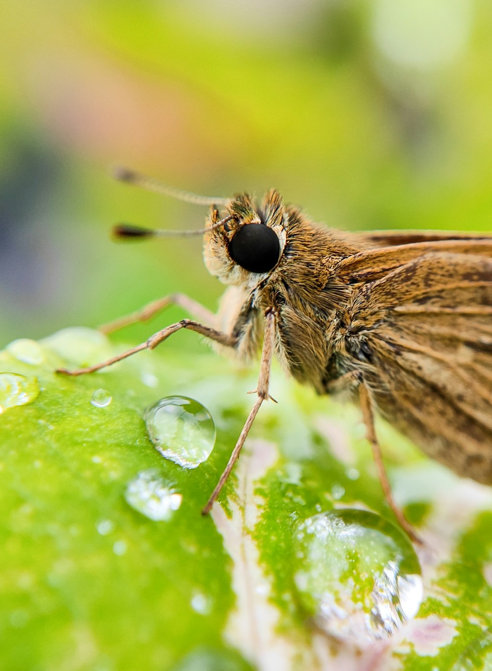 a close up of a small brown insect on a green leaf