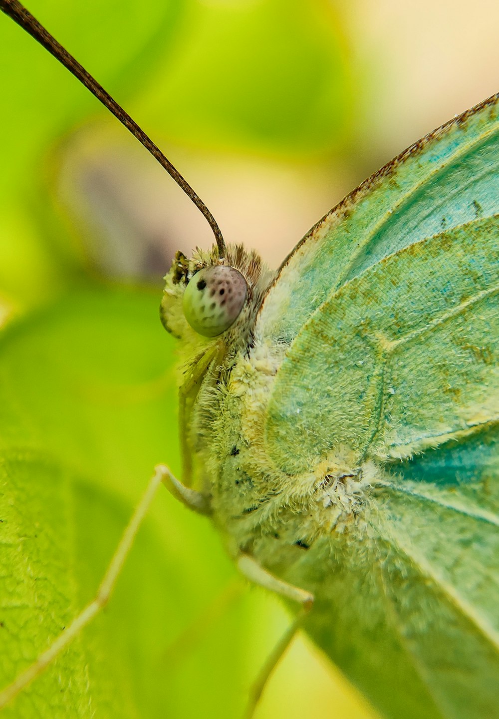 a close up of a green butterfly on a leaf