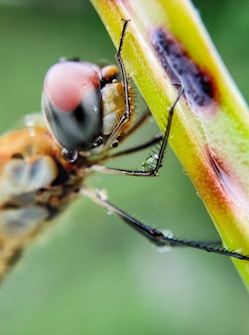 A close-up macro photograph of a dragonfly clinging to a green stem. The image showcases the intricate details of the dragonfly&rsquo;s eye and body, with visible water droplets on its skin. The background is a soft, blurred green, enhancing the focus on the dragonfly.