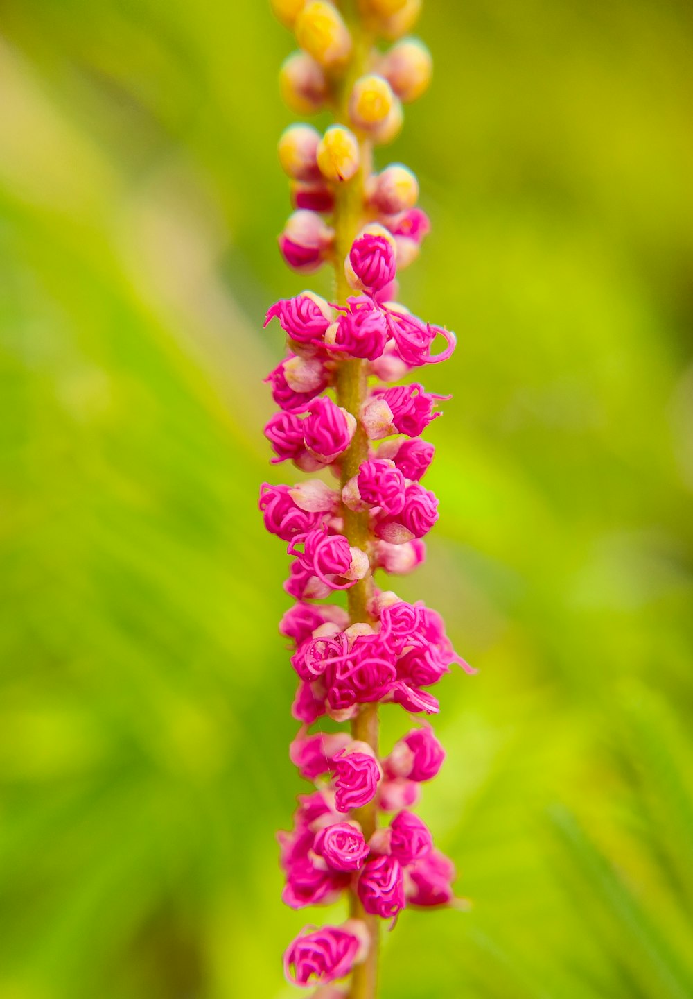 a close up of a pink flower with green leaves in the background