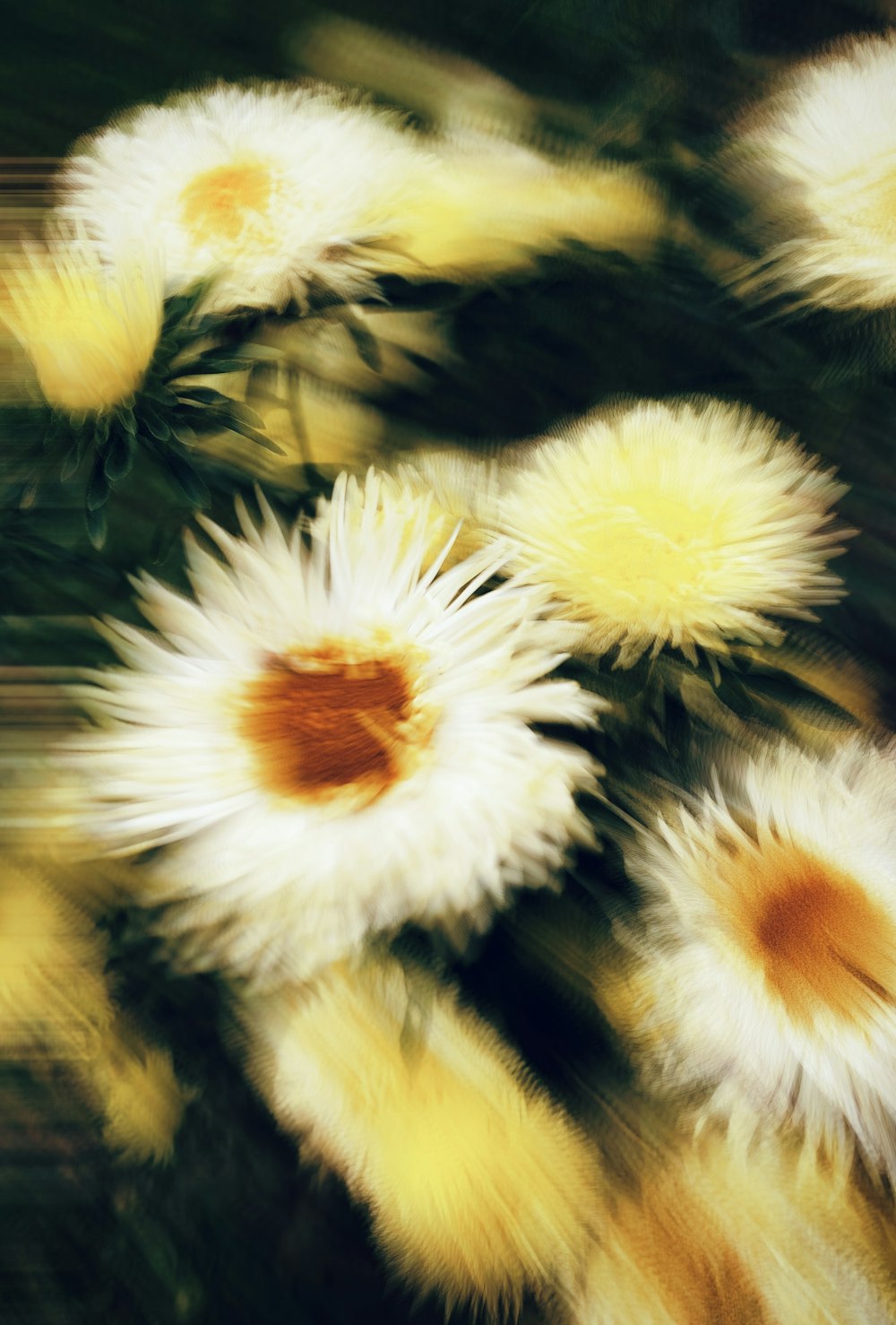 a close up of a bunch of white flowers