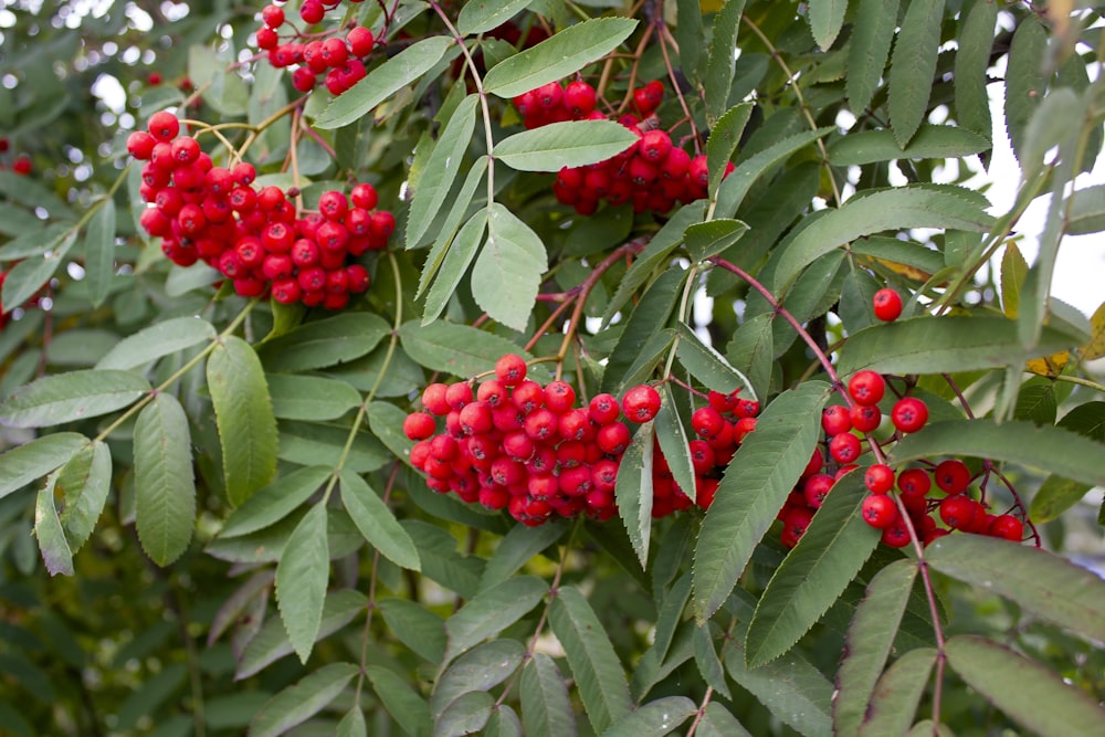 ein Baum voller roter Beeren