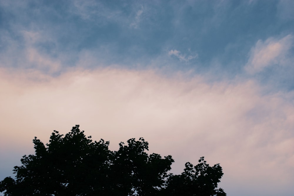 um avião voando no céu com uma árvore em primeiro plano