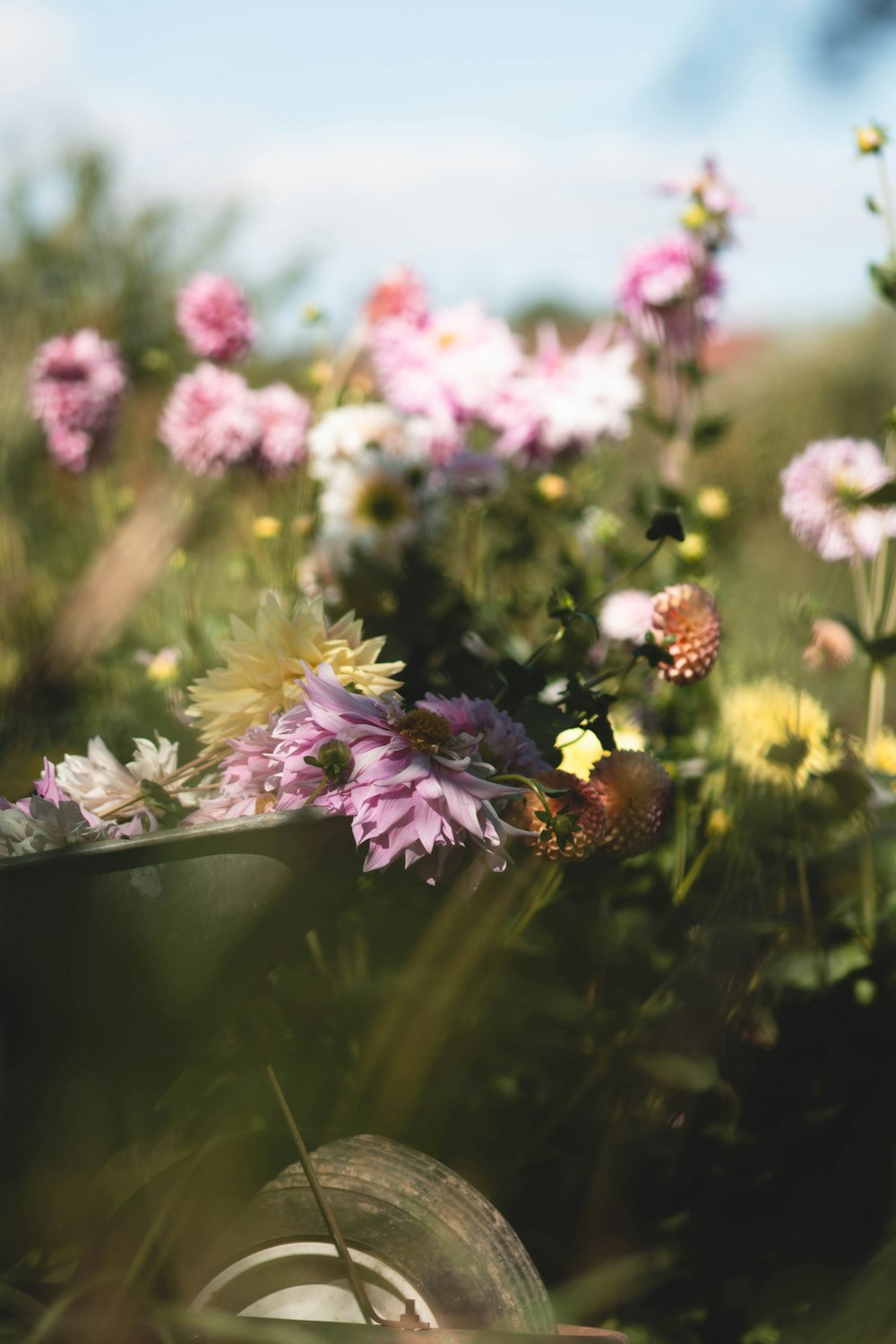 a bunch of flowers that are in the grass