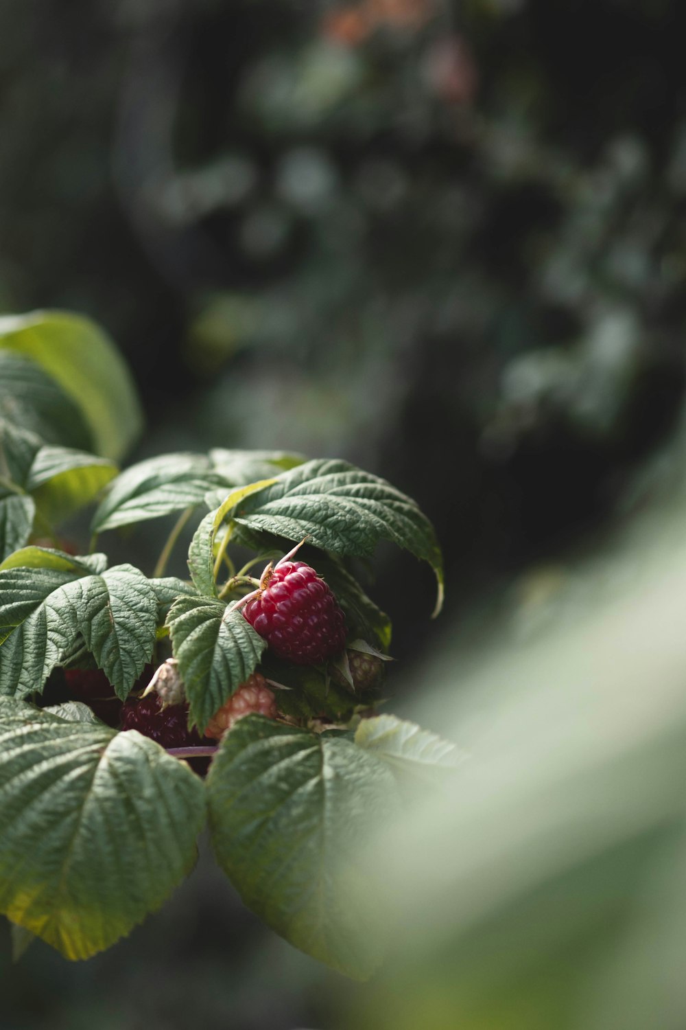 a raspberry plant with green leaves and red berries