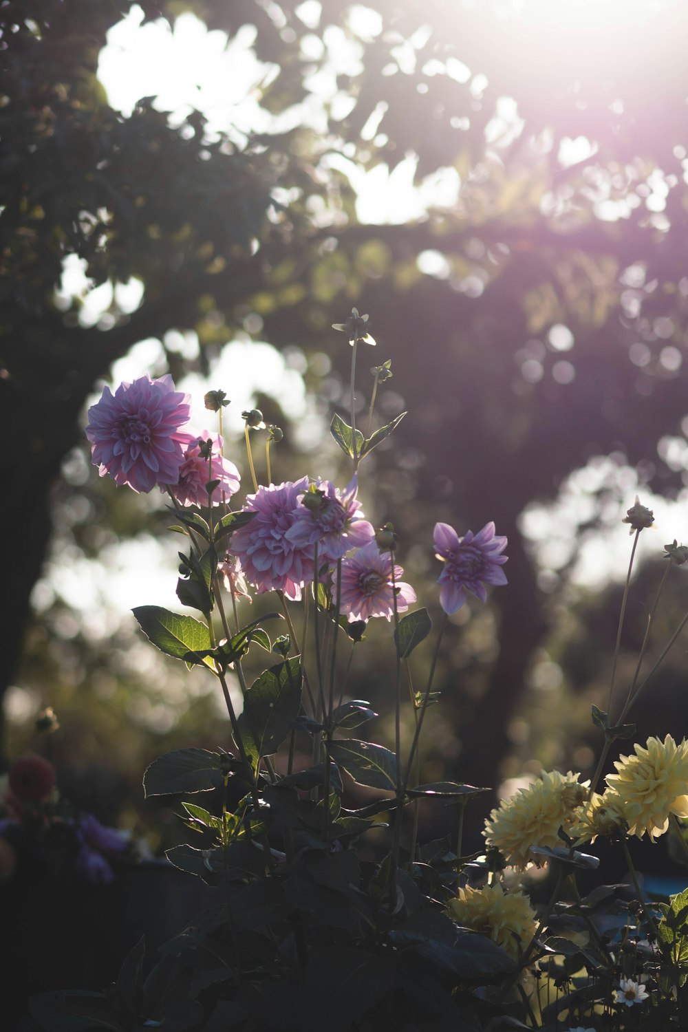 a bunch of flowers that are in the grass