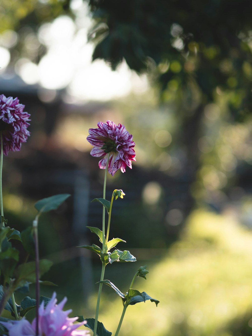 a close up of a flower with a blurry background