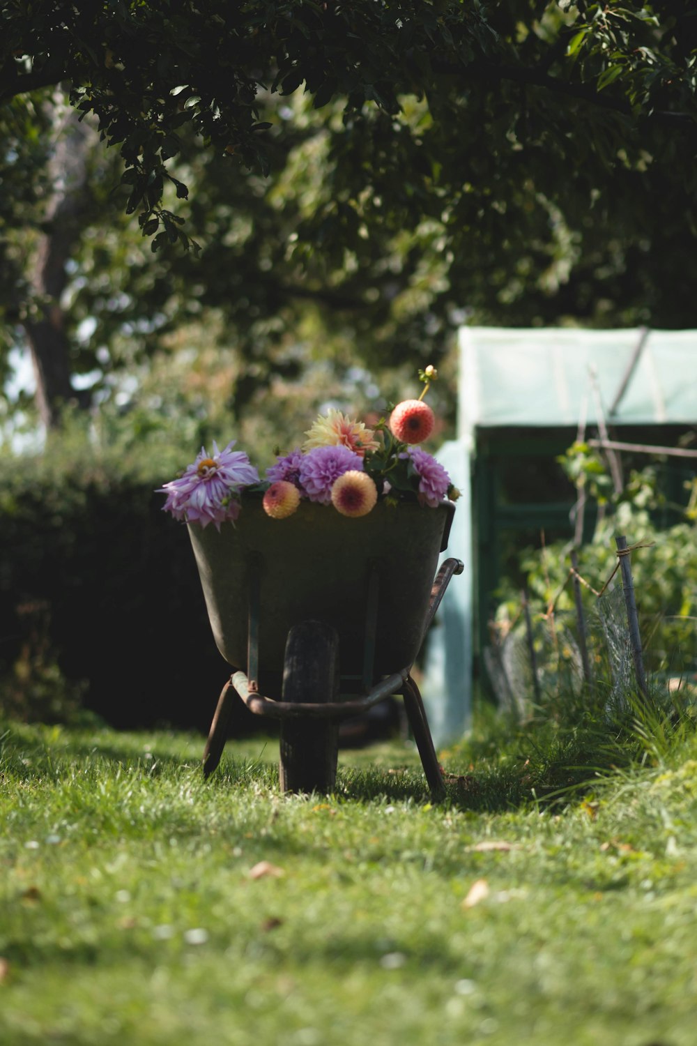 a wheelbarrow filled with flowers in a garden