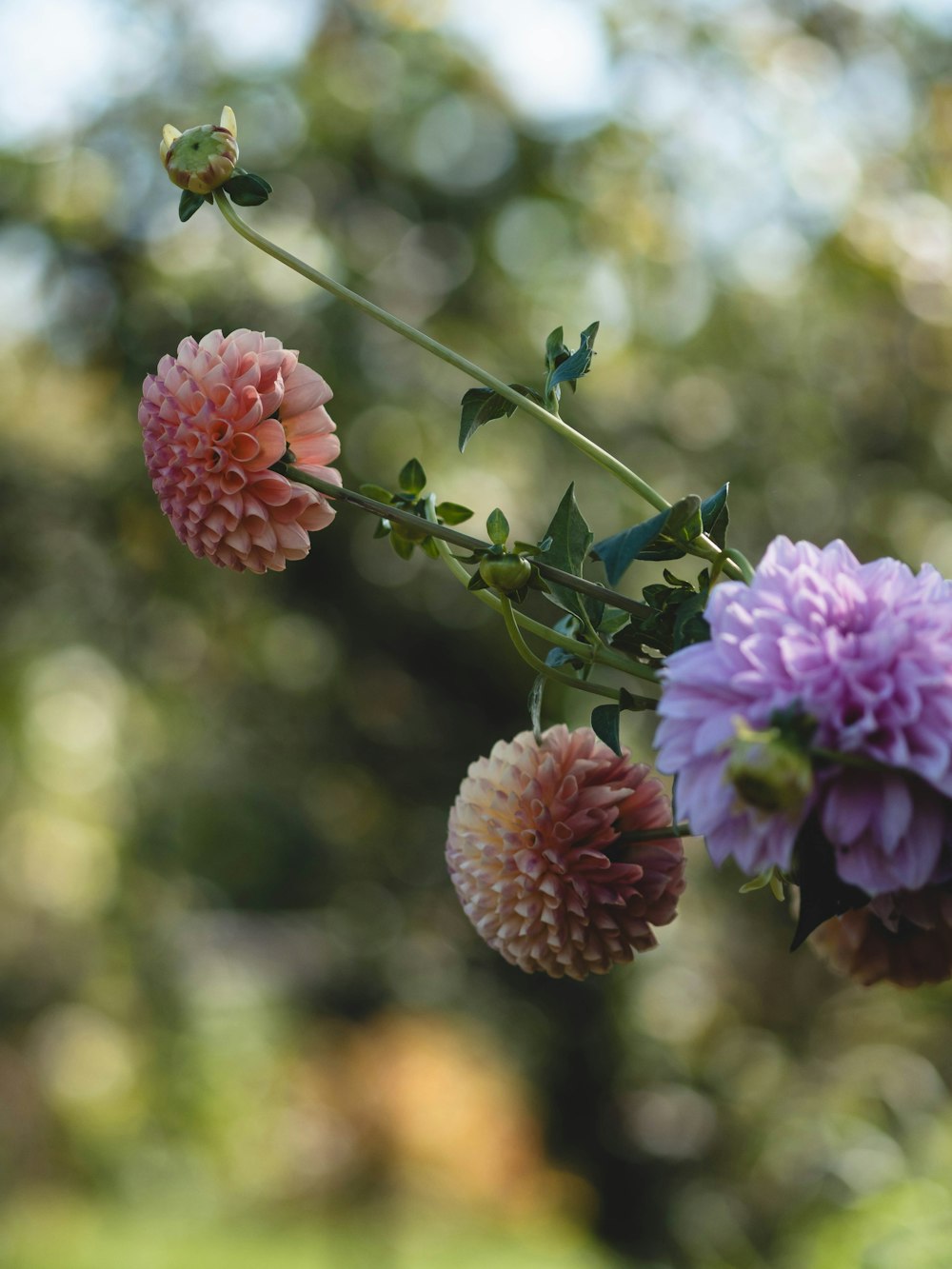 a bunch of flowers that are on a branch