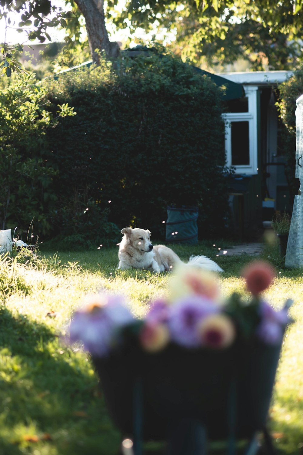 a dog laying in the grass in front of a house