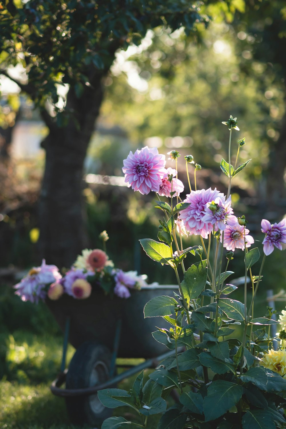 a wheelbarrow full of flowers in a garden