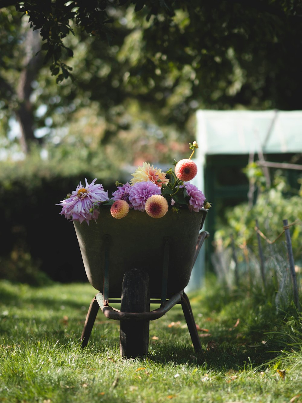 a wheelbarrow filled with flowers in a garden