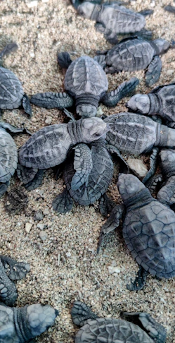 a group of baby turtles crawling on the ground
