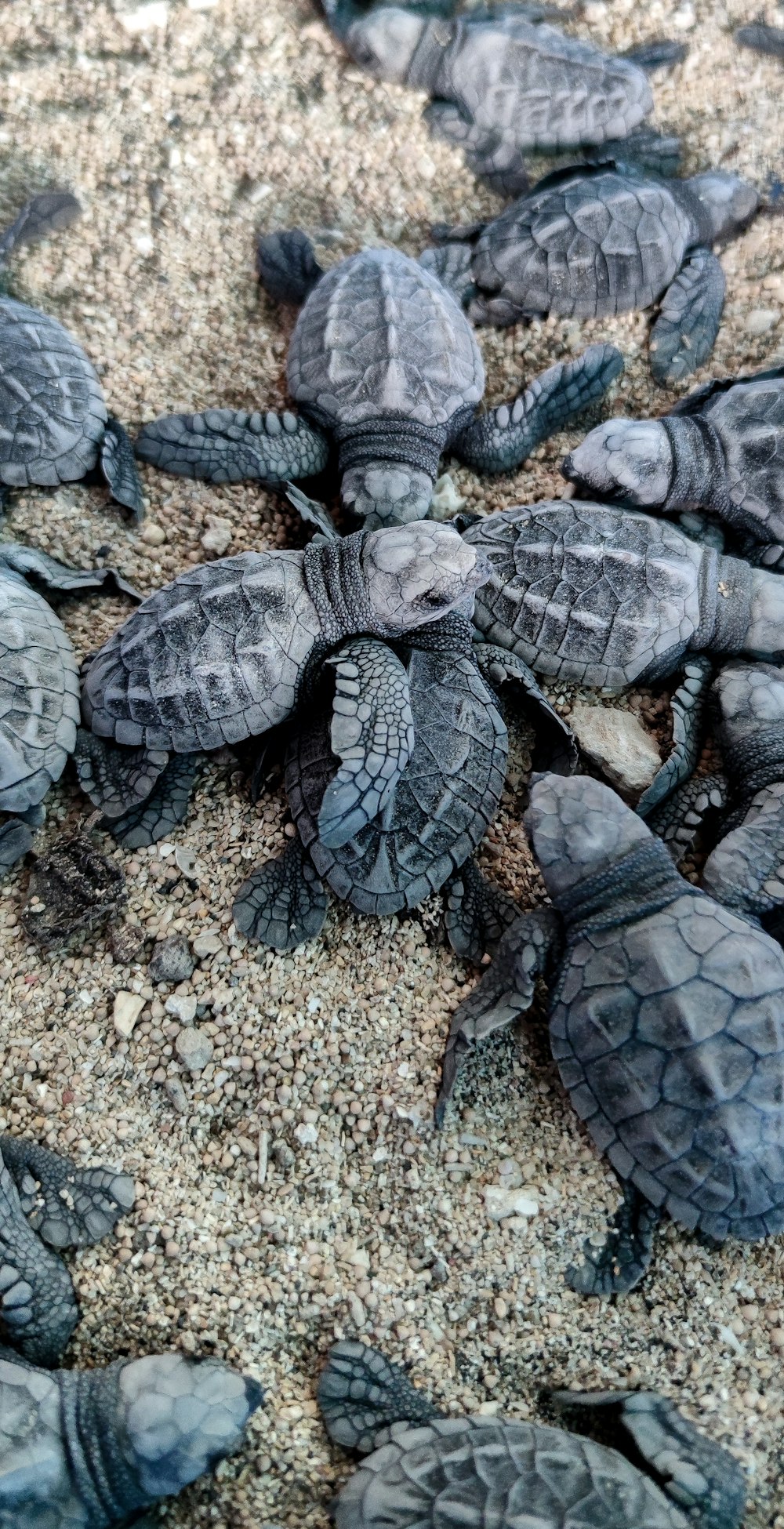 a group of baby turtles crawling on the ground