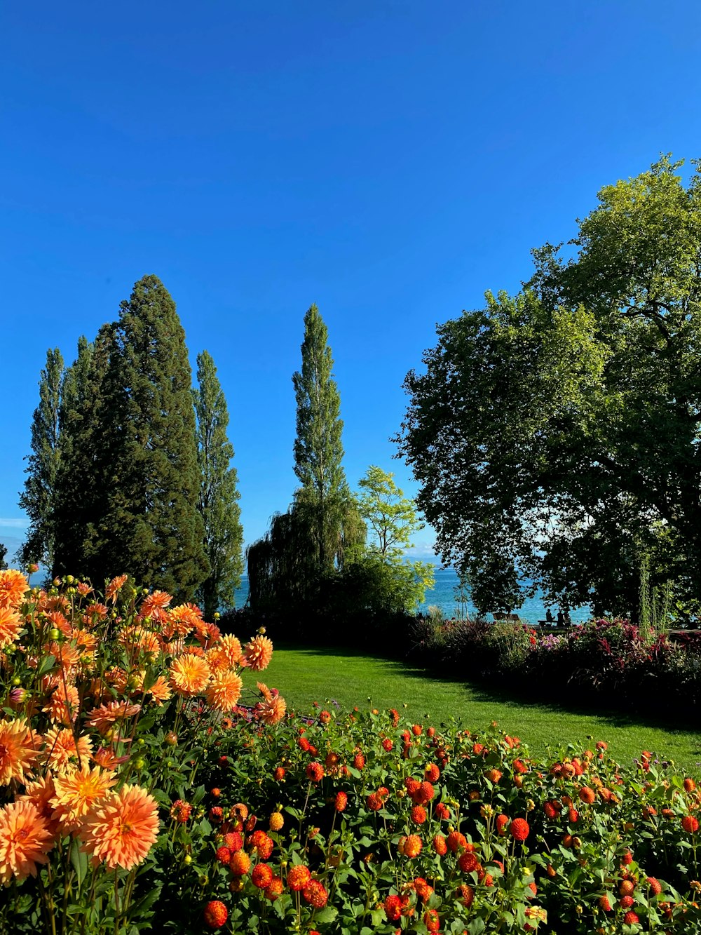 a field of orange flowers with trees in the background