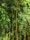 Dense bamboo thicket with tall green stalks and lush leaves, creating a thick, natural wall. The bamboo stems vary in shades of green and yellow, with light filtering through the leaves, adding a vibrant touch.