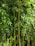 Dense bamboo thicket with tall green stalks and lush leaves, creating a thick, natural wall. The bamboo stems vary in shades of green and yellow, with light filtering through the leaves, adding a vibrant touch.