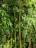 Dense bamboo thicket with tall green stalks and lush leaves, creating a thick, natural wall. The bamboo stems vary in shades of green and yellow, with light filtering through the leaves, adding a vibrant touch.