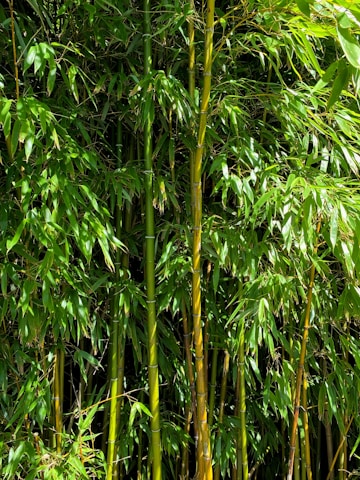 Dense bamboo thicket with tall green stalks and lush leaves, creating a thick, natural wall. The bamboo stems vary in shades of green and yellow, with light filtering through the leaves, adding a vibrant touch.