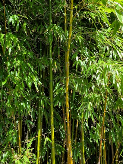 Dense bamboo thicket with tall green stalks and lush leaves, creating a thick, natural wall. The bamboo stems vary in shades of green and yellow, with light filtering through the leaves, adding a vibrant touch.