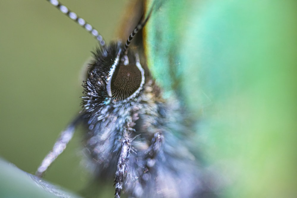 a close up of a butterfly's wing with a blurry background