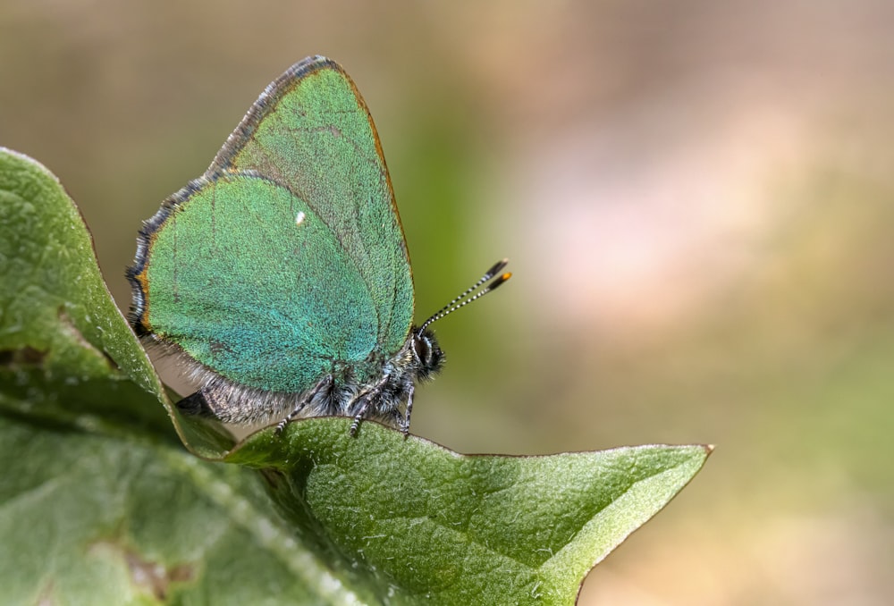 a green butterfly sitting on top of a green leaf